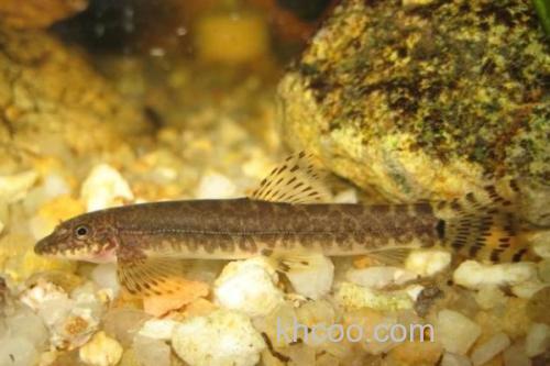 川河云南鳅是什么鱼？_1