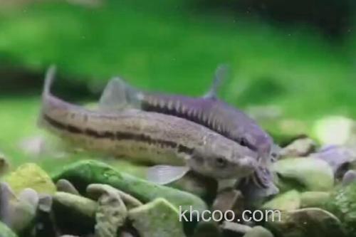 川河云南鳅是什么鱼？_3