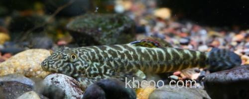 圆斑拟腹吸鳅是什么鱼？_0