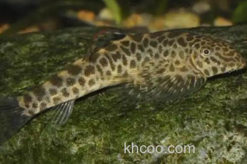 圆斑拟腹吸鳅是什么鱼？_1