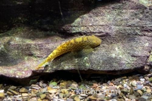 圆斑拟腹吸鳅是什么鱼？_3