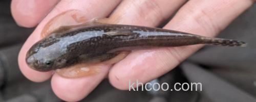 台东间吸鳅是什么鱼？_0