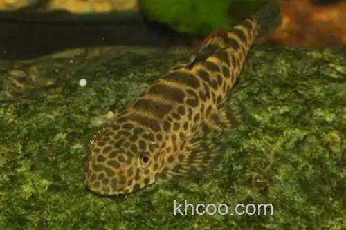 圆斑拟腹吸鳅是什么鱼？_2