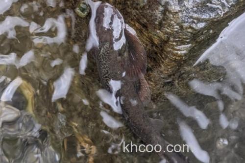 台东间吸鳅是什么鱼？_1