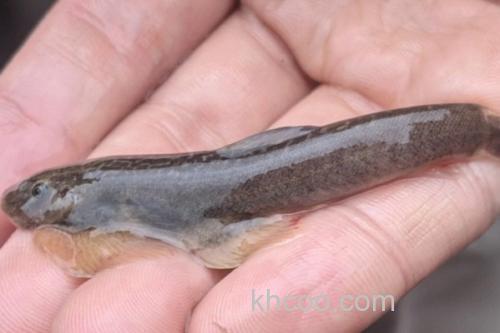 台东间吸鳅是什么鱼？_2