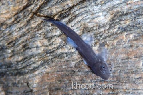 台东间吸鳅是什么鱼？_3