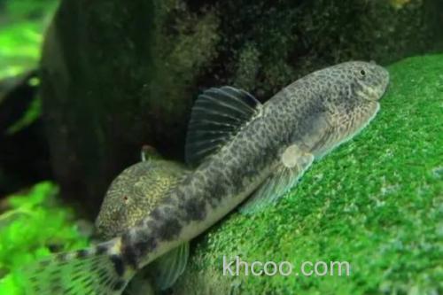 中华近原吸鳅是什么鱼？_1