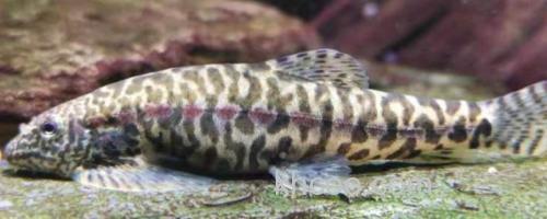 中华近原吸鳅是什么鱼？_0