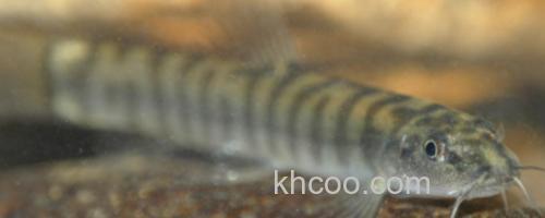 南方南鳅是什么鱼？_0