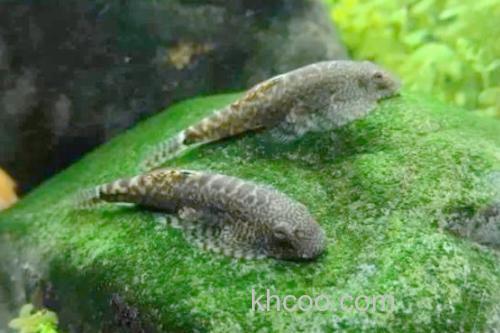 中华近原吸鳅是什么鱼？_2