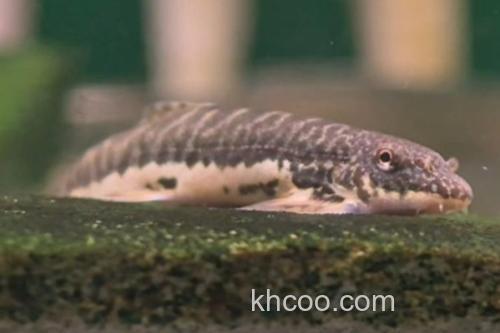 中华近原吸鳅是什么鱼？_3