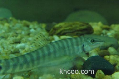 南方南鳅是什么鱼？_1