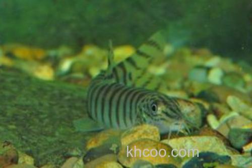 南方南鳅是什么鱼？_2