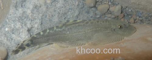 南台华吸鳅是什么鱼？_0