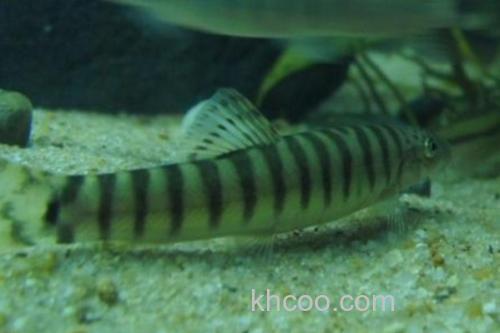 南方南鳅是什么鱼？_3