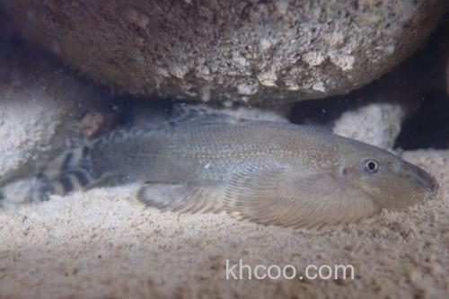 南台华吸鳅是什么鱼？_1