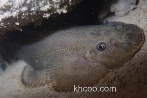 南台华吸鳅是什么鱼？_3