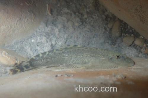 南台华吸鳅是什么鱼？_2