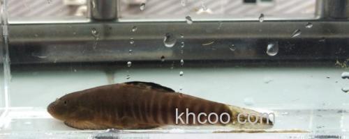 九龙江拟腹吸鳅是什么鱼？_0