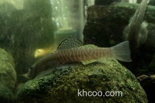 九龙江拟腹吸鳅是什么鱼？_1