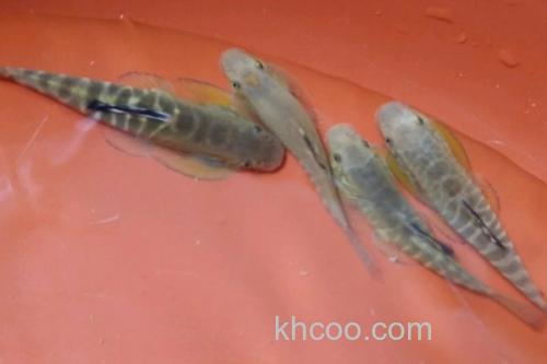 九龙江拟腹吸鳅是什么鱼？_3