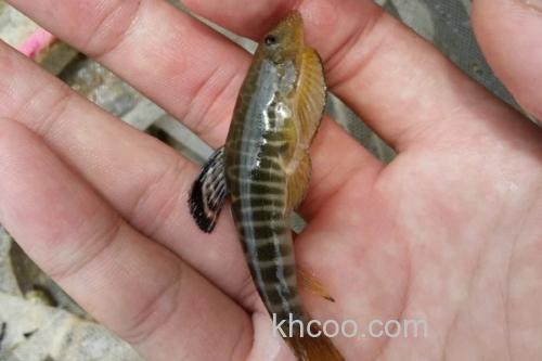 九龙江拟腹吸鳅是什么鱼？_2