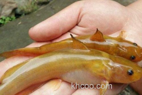 纵带鮠是什么鱼？_2