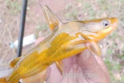 纵带鮠是什么鱼？_1