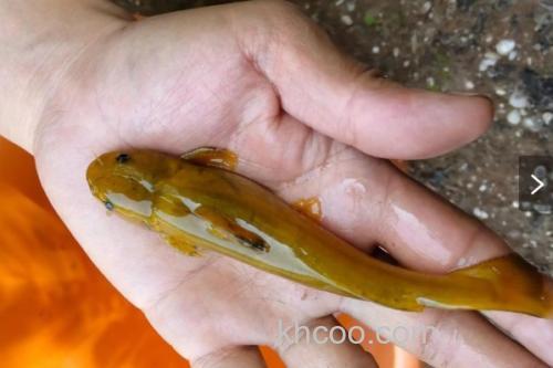 纵带鮠是什么鱼？_3