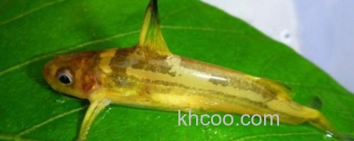 纵带鮠是什么鱼？_0