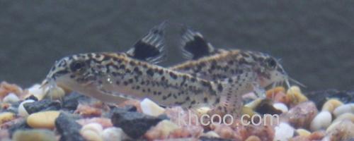 东陂拟腹吸鳅是什么鱼？_0