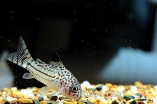 东陂拟腹吸鳅是什么鱼？_1