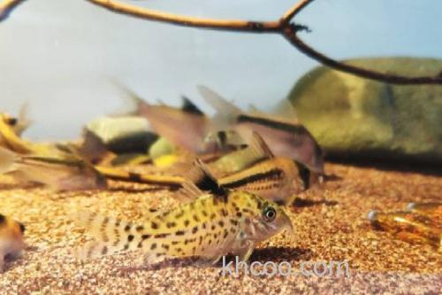 东陂拟腹吸鳅是什么鱼？_2