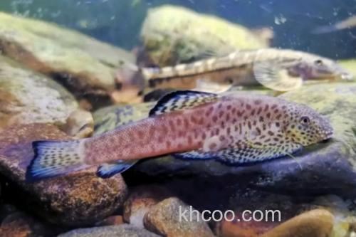 东陂拟腹吸鳅是什么鱼？_3