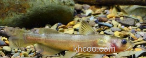 切尾鮠是什么鱼？_0