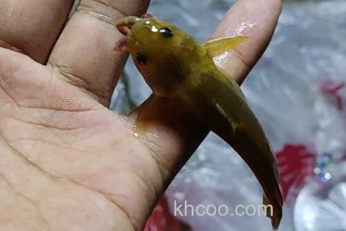 切尾鮠是什么鱼？_1