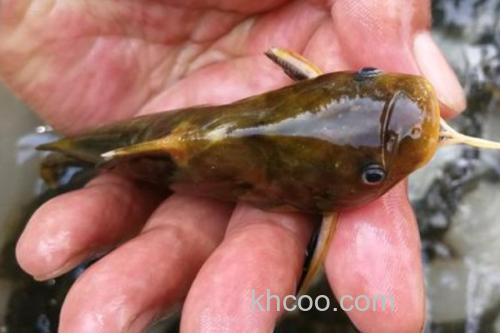 切尾鮠是什么鱼？_3