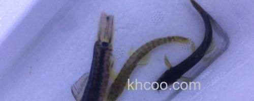 稀有南鳅是什么鱼？_0