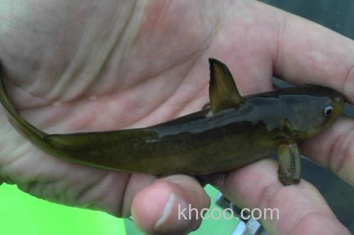 切尾鮠是什么鱼？_2