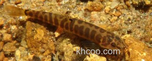 密纹南鳅是什么鱼？_0