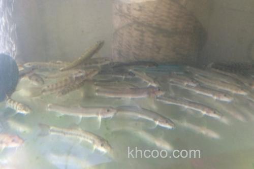 稀有南鳅是什么鱼？_2