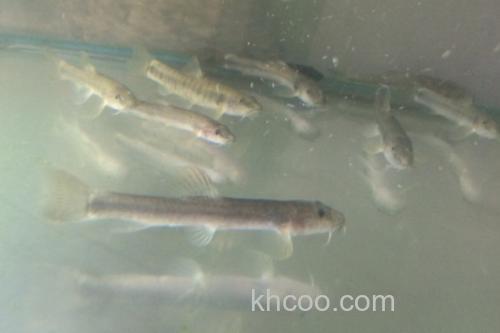 稀有南鳅是什么鱼？_1