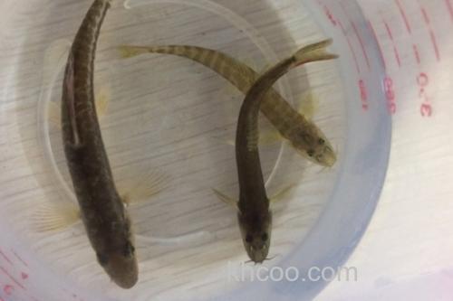 稀有南鳅是什么鱼？_3