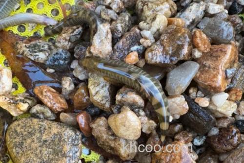 密纹南鳅是什么鱼？_1