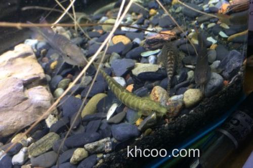 密纹南鳅是什么鱼？_2