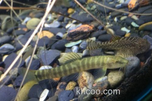 密纹南鳅是什么鱼？_3