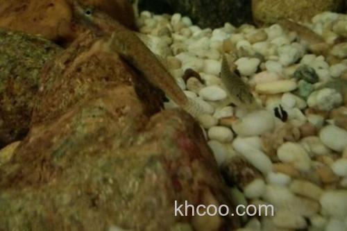 侧带南鳅是什么鱼？_1