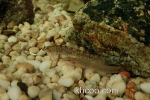 侧带南鳅是什么鱼？_2