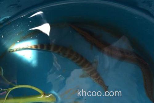 侧带南鳅是什么鱼？_3