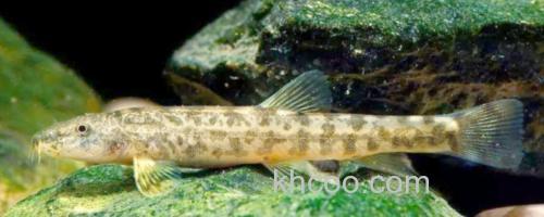 侧带南鳅是什么鱼？_0